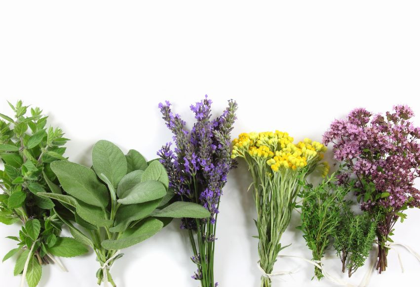 Zioła w kosmetyce, czyli moc naturalnej pielęgnacji Zioła w kosmetyce, czyli moc naturalnej pielęgnacji