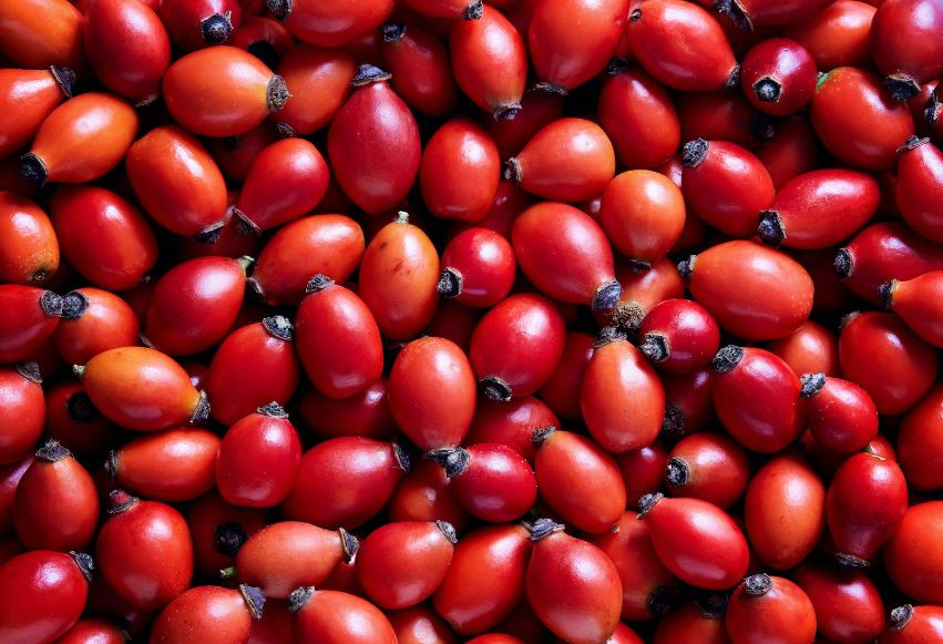 Moc natury zamknięta w dzikiej róży! Moc natury zamknięta w dzikiej róży!